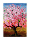 Japanese Cherry