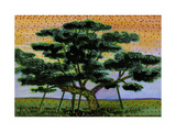 Japanese Pine