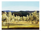 Olive Grove at the Villa