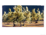 Study of Olive Trees  no1