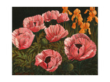 Pink Poppies