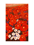 California Poppies