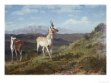 Antelope