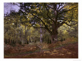 Bodmer Oak  Fontainbleau Forest