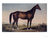 Lexington  The Celebrated Horse