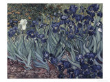 Irises