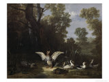Ducks