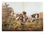"On a Point " American Field Sports  c1857