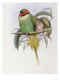 Bonaparte's Parakeet