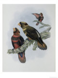 Banded Lory