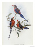 Crimson and Brown Kingfisher