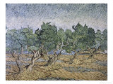 Olive Orchard  Violet Soil