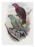 Riedel's Parrot
