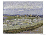 La Crau with Peach Trees in Bloom