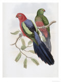 Yellow Winged King Parrot