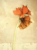 Amaryllis I Fiori