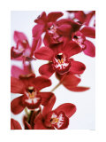 Dendrobium Orchids