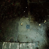 Fallen Apples in the Rain