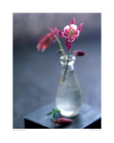 Columbine in a Glass