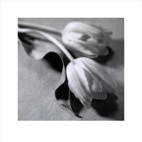 Two Tulips