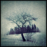 Lone Tree