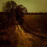 Dirt Trail through Trees