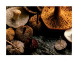 Funghi