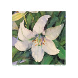 White Lily