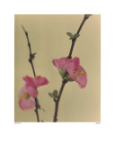 Japonica