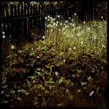 Dandelion Patch along Border