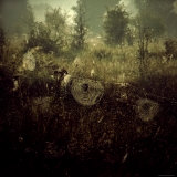 Spiderwebs in Field