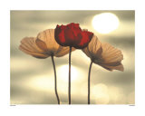 Icelandic Poppies