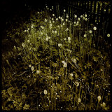 Dandelion Patch by Fence
