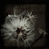 Dandelion in Dew