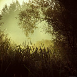 Hiding behind Shrubs from the Light