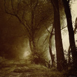 Foggy Path through Forest
