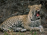 Leopard  Panthera Pardus  Londolozi Game Reserve