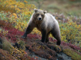 Grizzly Bear  Denali National Park  Alaska
