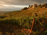 Vineyards  Tuscany  Italy