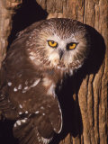 Saw Whet Owl on Tree