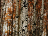 Autumn Colors at Lake of the Woods  Ontario  Canad