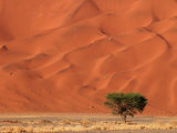 Sand Dunes of Sossusvlei  Namib Desert  Namibia