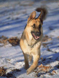 German Shepherd in Snow