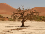 Sand Dunes of Sossusvlei  Namib Desert  Namibia