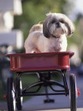 Dog in Little Red Wagon