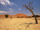 Tree in Namib Desert  Namibia