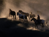 Cowboy Rounding Up Horses  Oregon