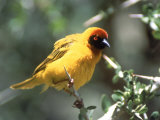 Masked Weaver  East Africa