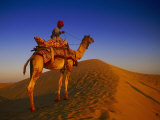 Man Atop Camel  Thar Desert  Rajasthan  India