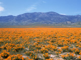 Spring  California Poppies  Gorman  CA